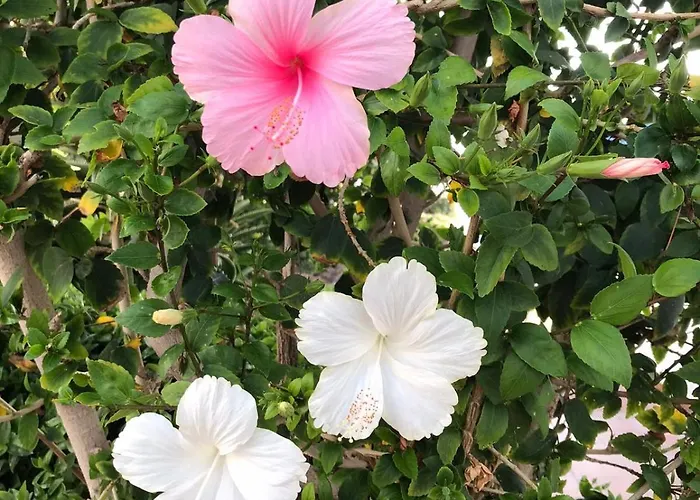 Atlantis - Luxury Oceanfront - Next To The * Puerto de Santiago